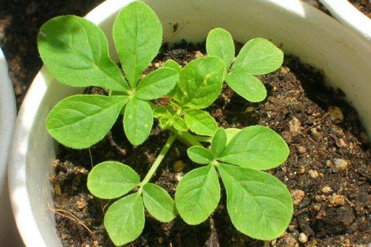 Plantation et reproduction de cléoma