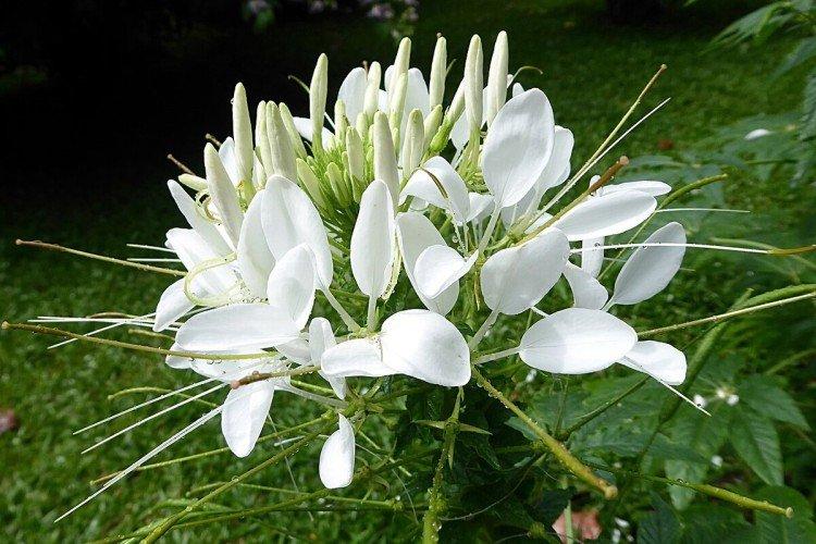 Lutte contre les parasites et les maladies