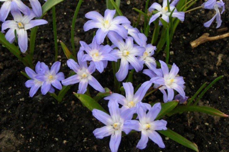 Plantation et reproduction de chionodox