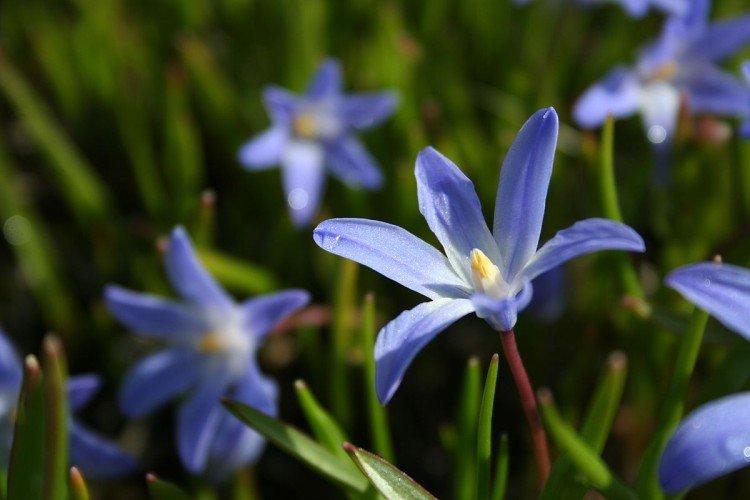 Chionodoxa - photo