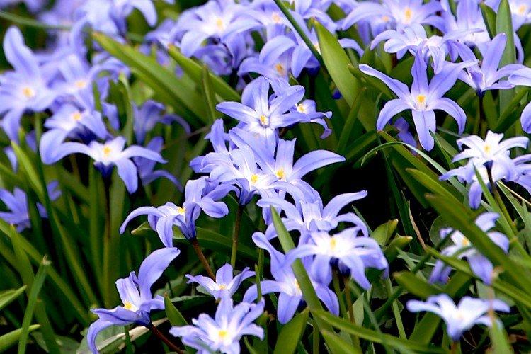 Chionodoxa - photo