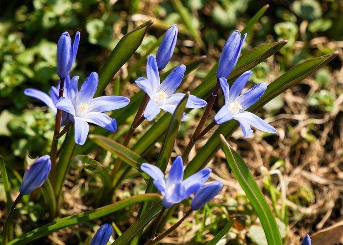 Chionodoxa - photo