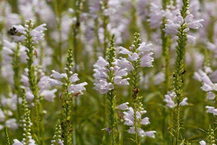 Engrais et alimentation