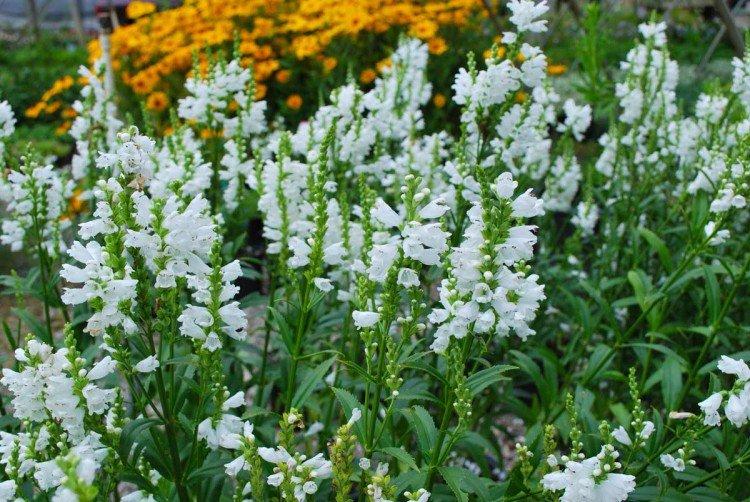 Plantation et reproduction de physicalostegia