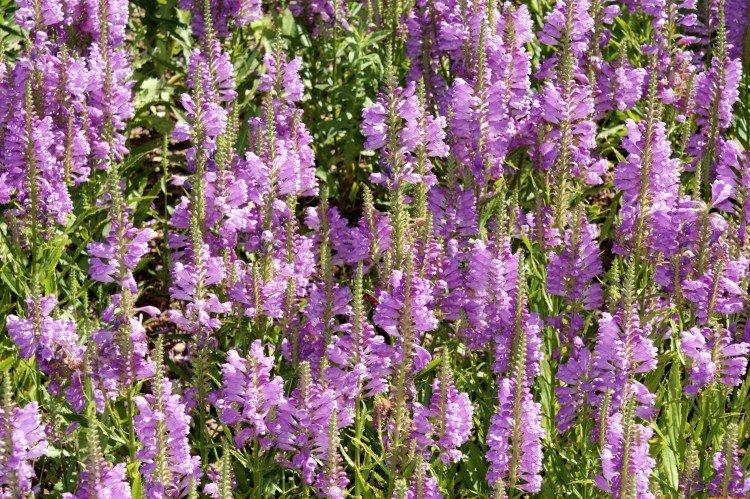 Lutte contre les parasites et les maladies