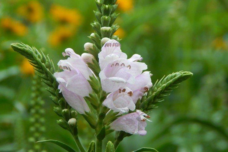 Physostégie - photo