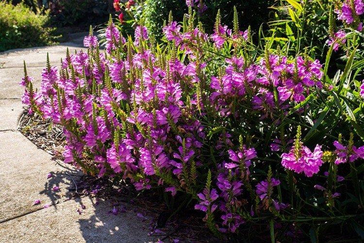 Physostégie - photo