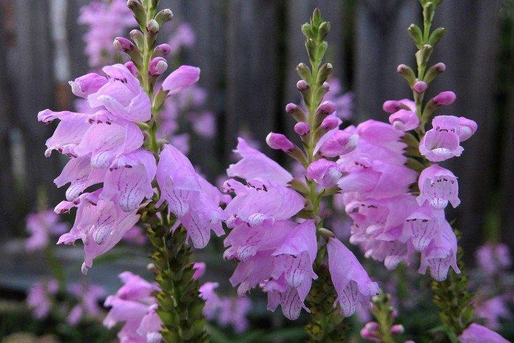 Physostégie - photo