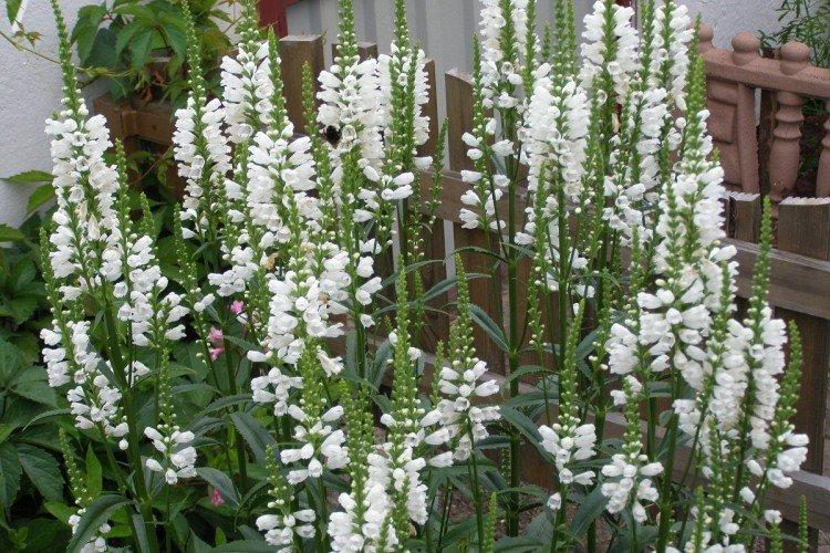 Physostegia Alba