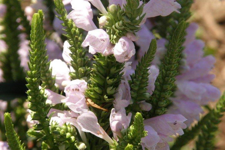 Physostégie - photo