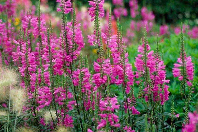 Physostégie - photo