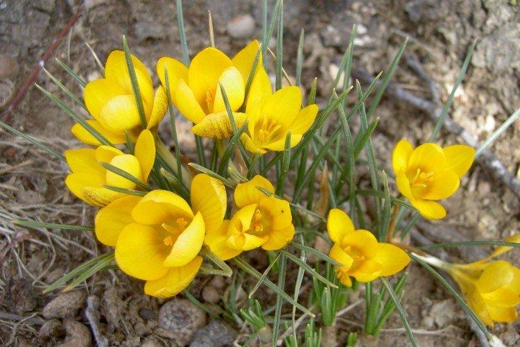 Crocus jaune