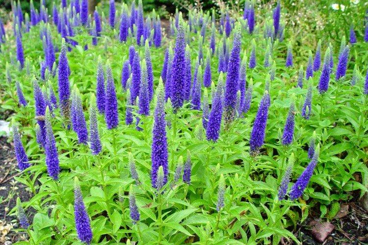 Fleur de Veronica (50 photos): types, soins et plantation en plein champ