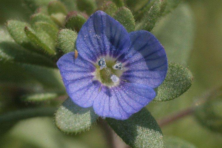 Lutte contre les parasites et les maladies