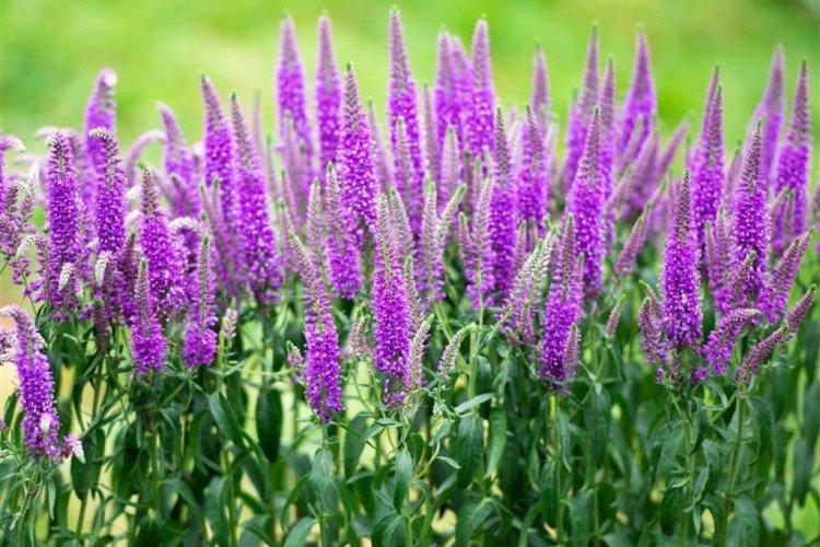 Fleur de Véronique - photo