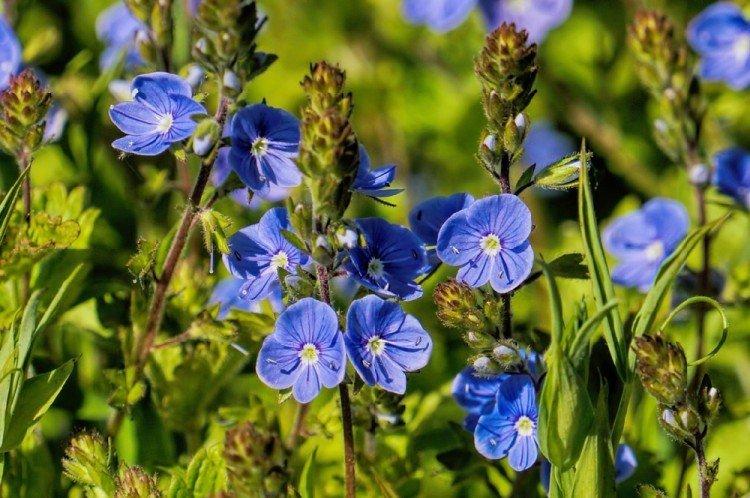 Dubravnaya véronique