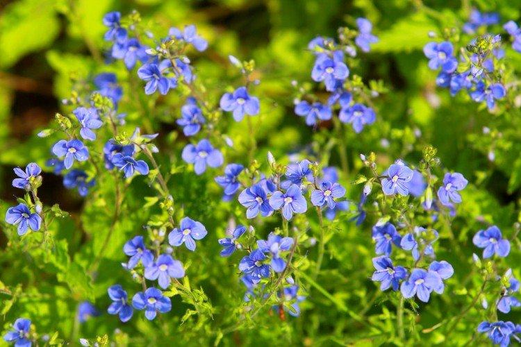 Fleur de Véronique - photo