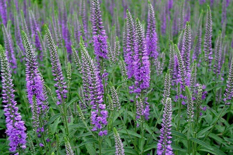 Fleur de Véronique - photo