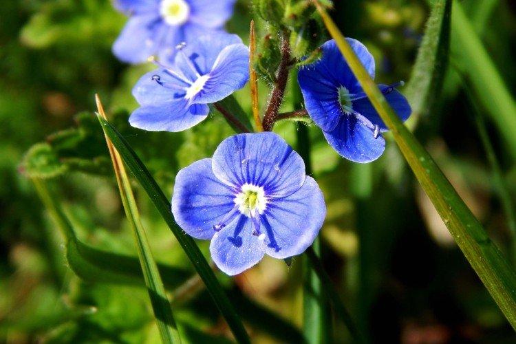 Fleur de Véronique - photo