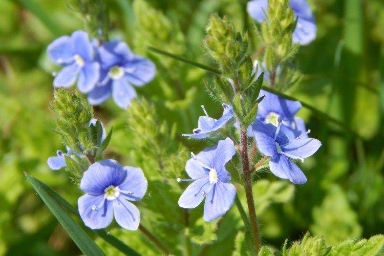 Fleur de Véronique - photo