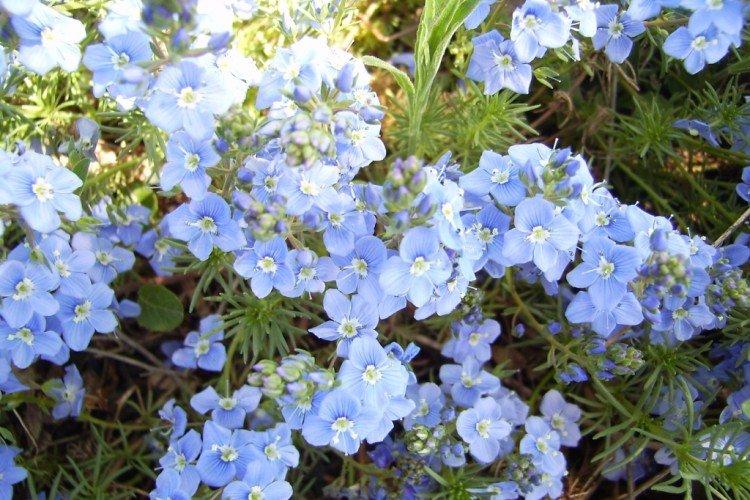 Fleur de Véronique - photo