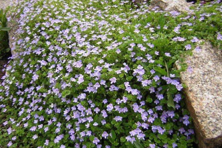 Véronique filamenteuse