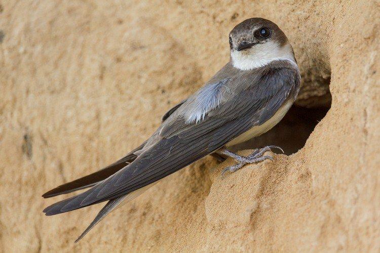 Hirondelles - photo d'oiseau