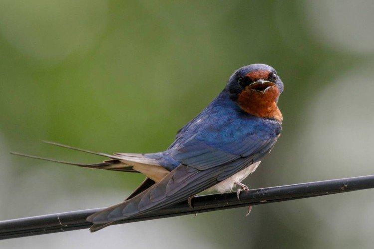 Hirondelles - photo d'oiseau