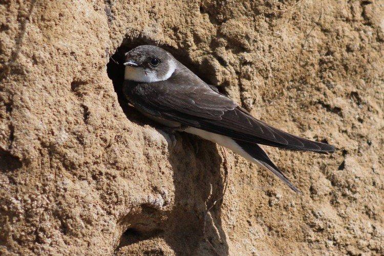Hirondelles - photo d'oiseau