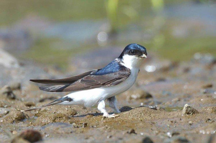 Hirondelles - photo d'oiseau