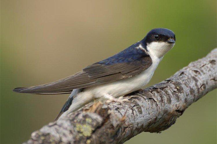 Hirondelles - photo d'oiseau