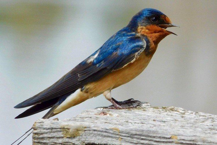 Hirondelles - photo d'oiseau