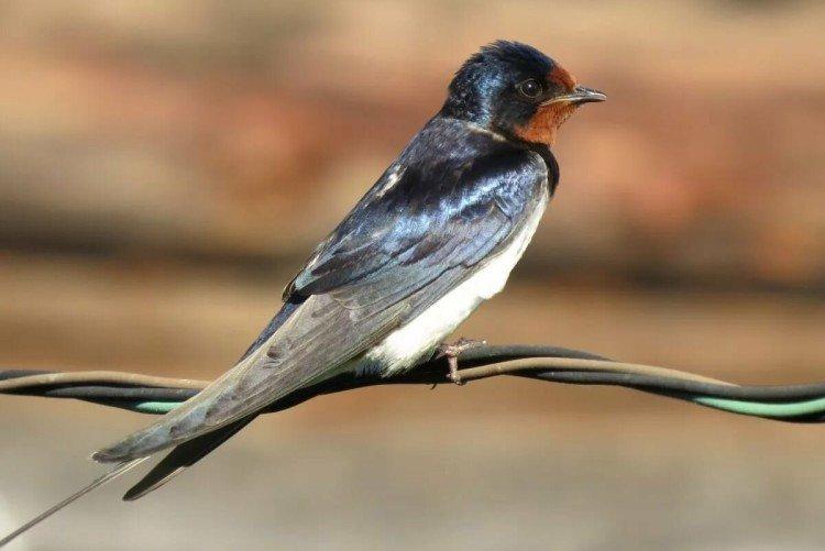 Hirondelles - photo d'oiseau