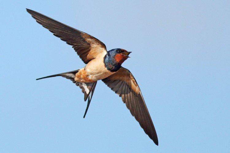 Hirondelles - photo d'oiseau