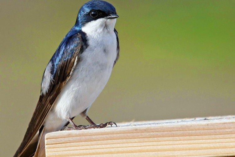 Hirondelles - photo d'oiseau