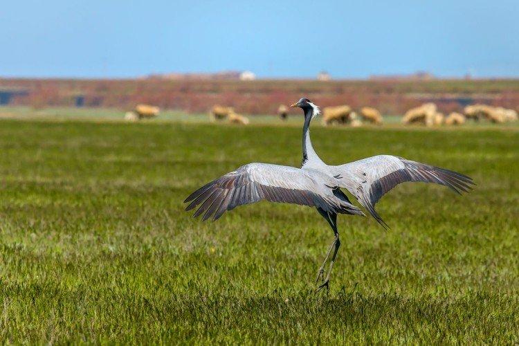 Que mangent les grues ?