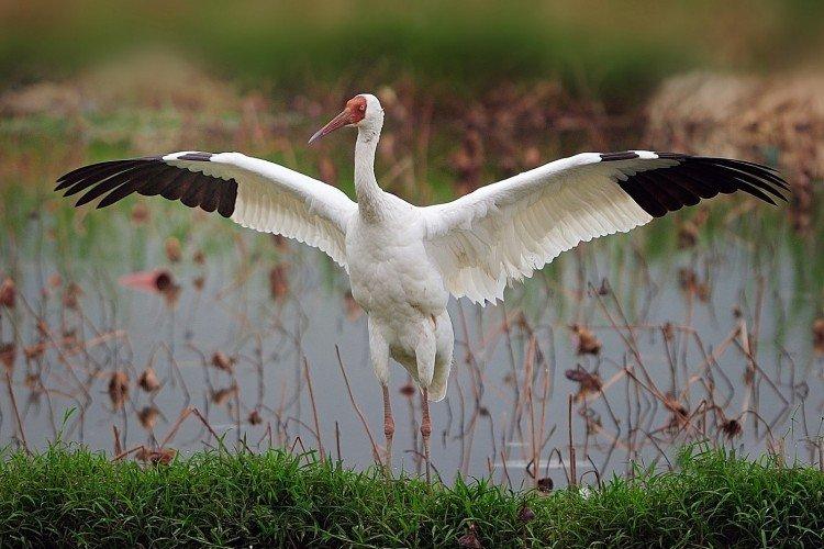 Grues - photo d'oiseau