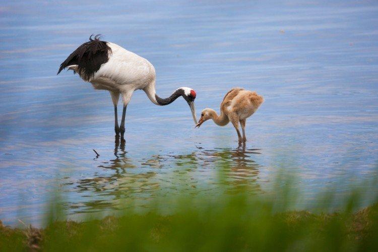 Grues - photo d'oiseau