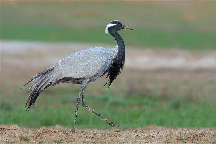 Grues - photo d'oiseau