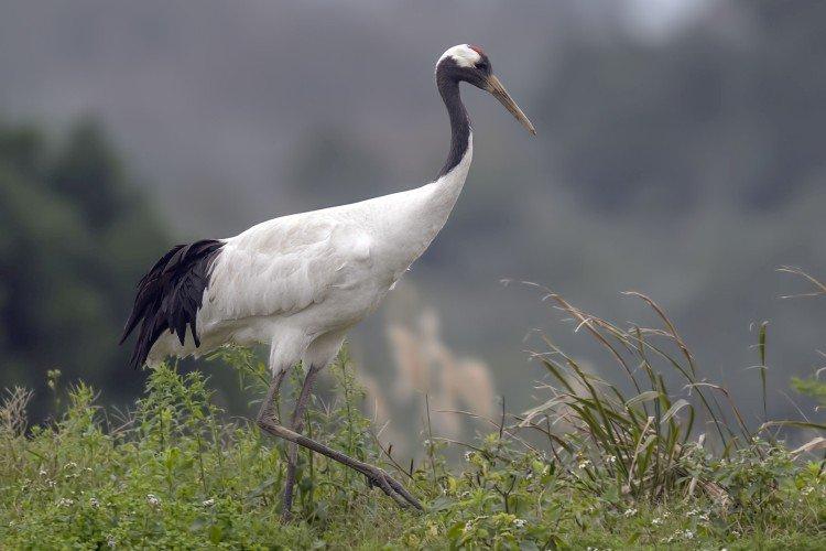 Grues - photo d'oiseau