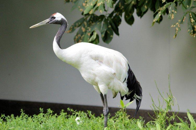 Grues - photo d'oiseau