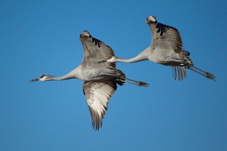Grues - photo d'oiseau