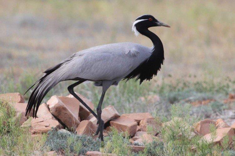 Grues - photo d'oiseau