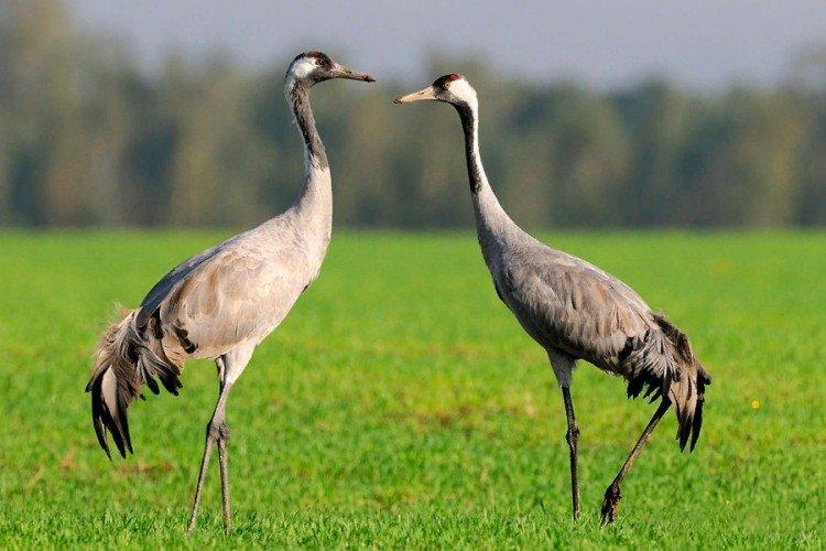 Grues - photo d'oiseau