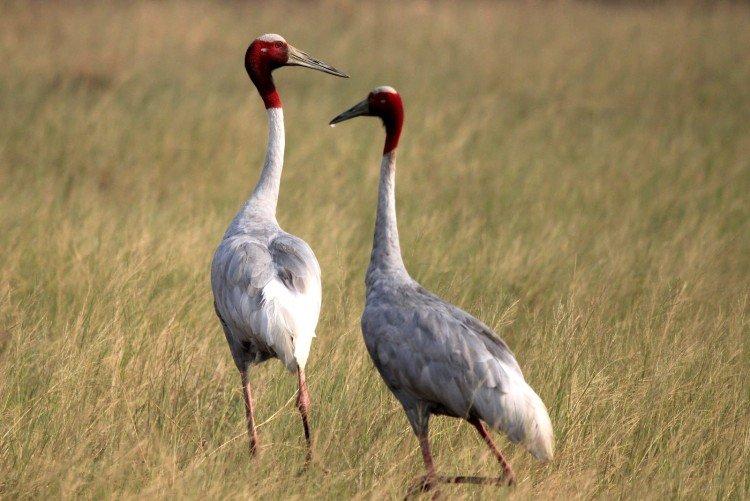 Grues - photo d'oiseau