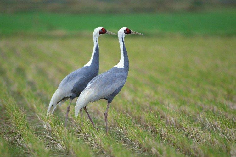 Grues - photo d'oiseau