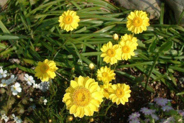 Gelichrisum à feuilles d'alêne