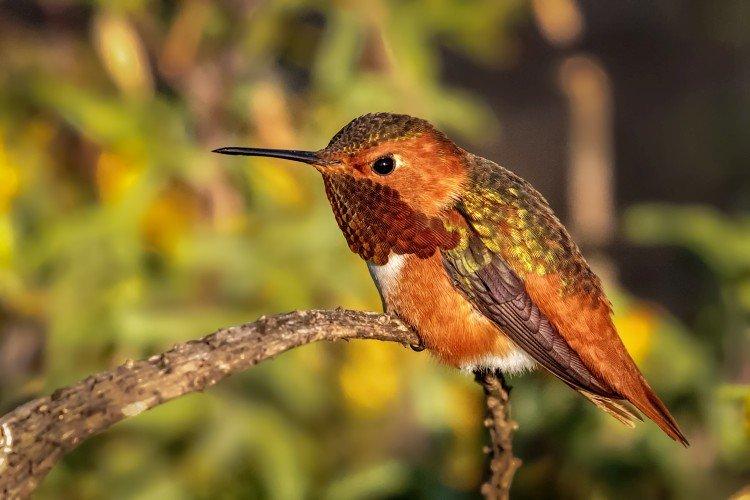 Colibri Buffy