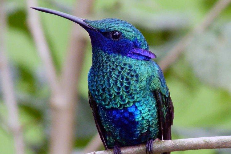 Colibri - photo d'oiseau