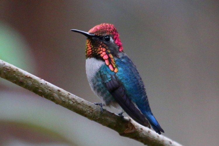 Colibri - photo d'oiseau